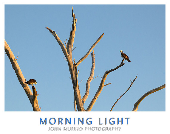 Morning Light- copy