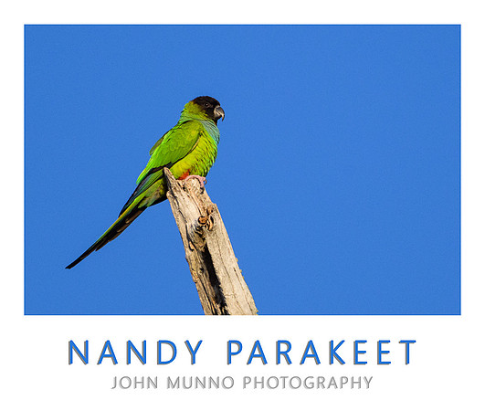 Nandy Parakeet