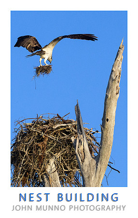 Nest Building-Edit copy