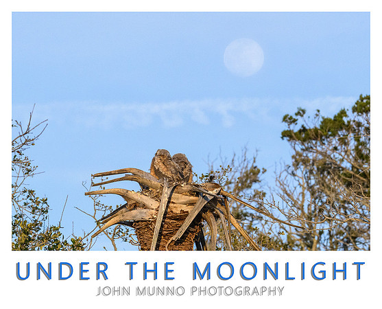 Under the Moon Light