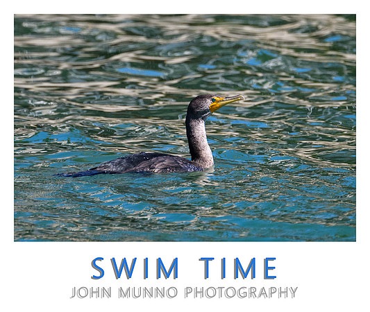 Swim Time copy