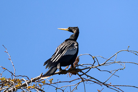 Anhinga