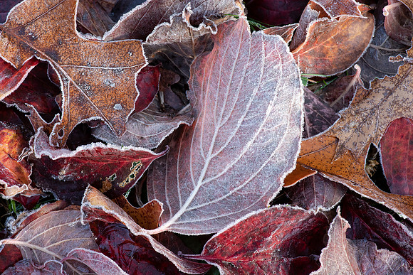 Morning Frost