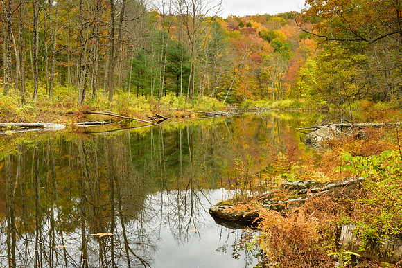 Beaver Pond