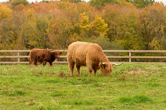 Autumn Highlanders