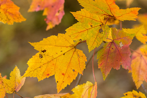 Dance of the Leaves
