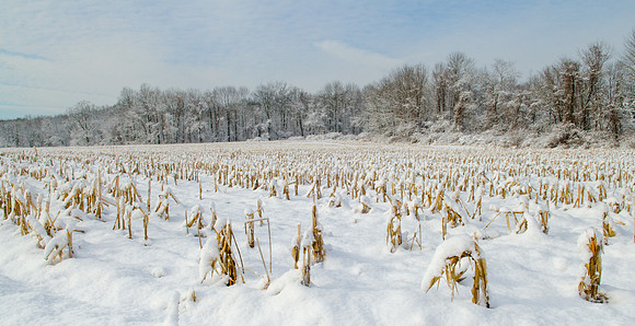 Fields of Corn