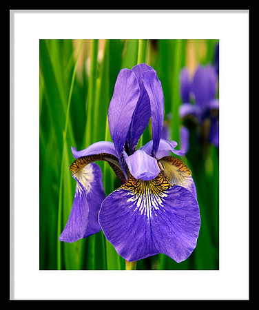 Iris