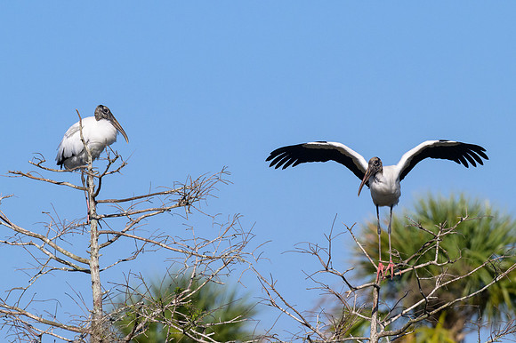 Two Storks