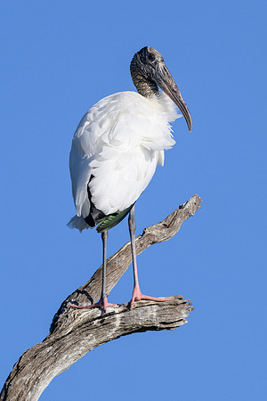 Perching