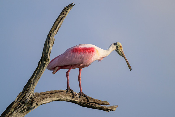 Out On A Limb