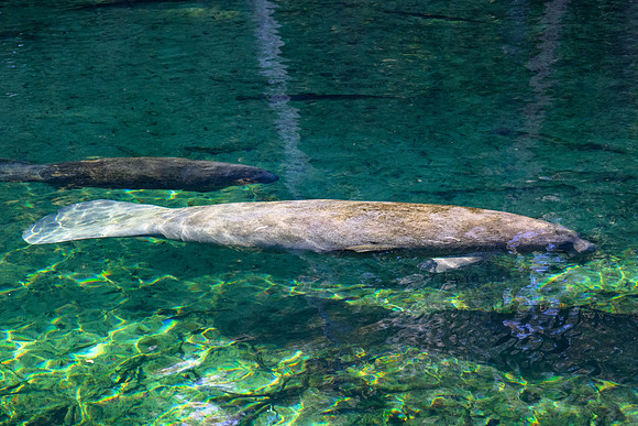 Manatees