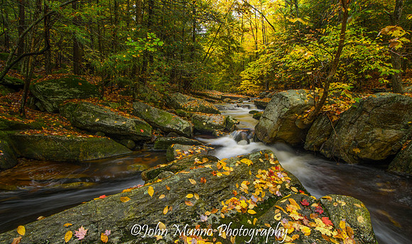 Enders Forest