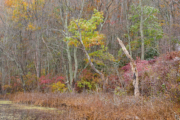 Babcock Pond