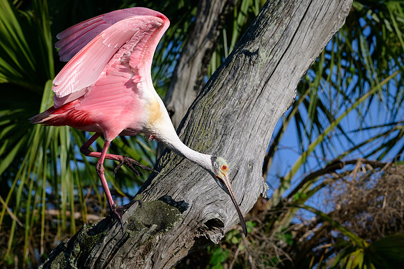 Spoonbill Shuffle