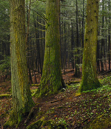Hemlock Forest at Steep Rock Preserve, Washington Connecticut