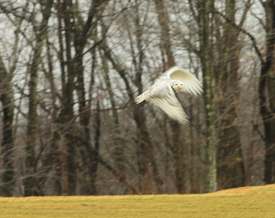 Snowy in Flight