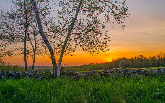Through the Birches