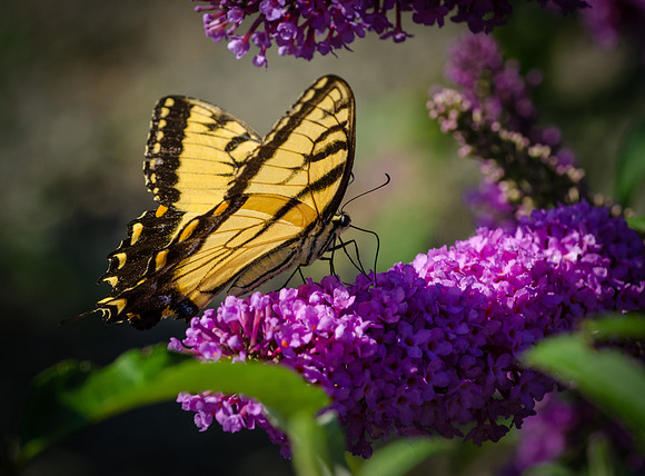 Swallowtail Butterfly on Magenta Flowers, Woodbury Connecticut